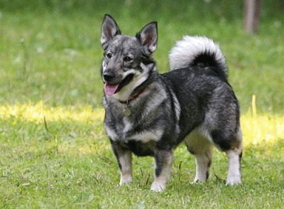 Pastore swedish vallhund