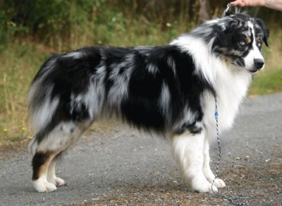 פאזל של Patore australian shepherd