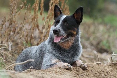 Pastore australian stumpy tail cattle