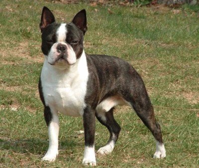 Terrier boston