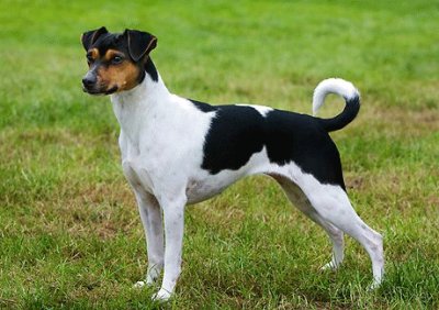 Terrier brasileiro