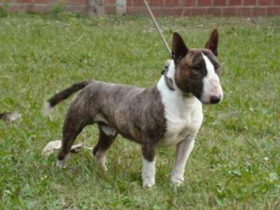 Terrier bull inglese miniatura jigsaw puzzle