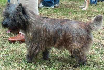 Terrier cairn jigsaw puzzle