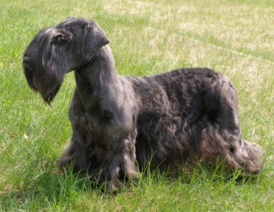 Terrier cesky jigsaw puzzle