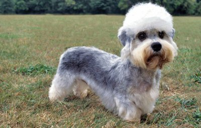 Terrier dandie dinmont jigsaw puzzle