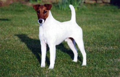 Terrier fox a pelo liscio