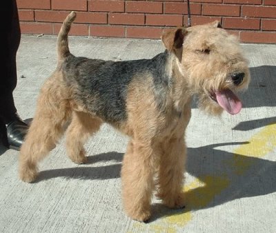 Terrier fox a pelo ruvido