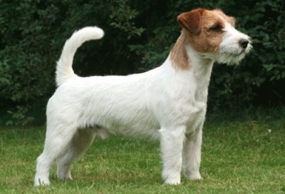 Terrier jack russell
