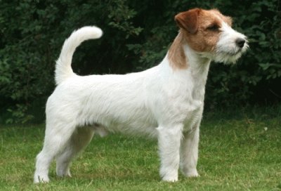 פאזל של Terrier jack russell