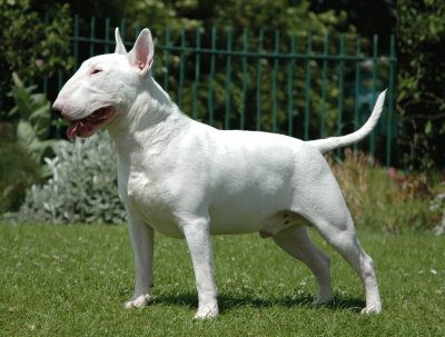 פאזל של Terrier bull inglese taglia normale