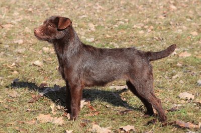 Terrier patterdale