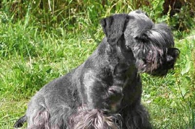 Terrier scottish