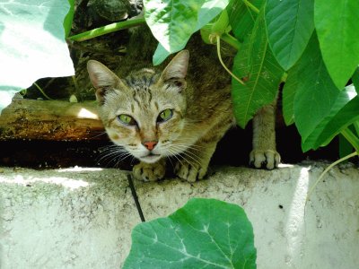 CAT jigsaw puzzle