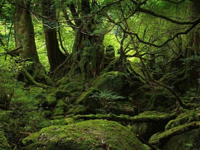 Yakushima jigsaw puzzle