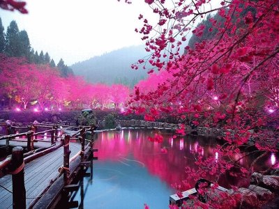 Lake Sakura jigsaw puzzle