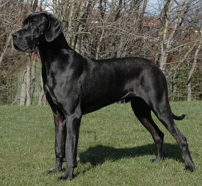 Alano nero