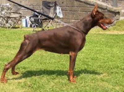 Dobermann marrone focato