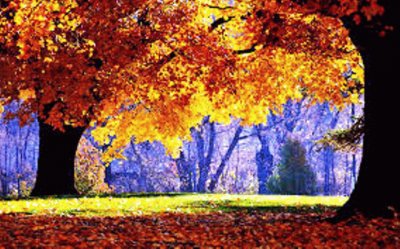 autumn-182 jigsaw puzzle