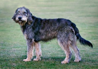 Griffon nivernais
