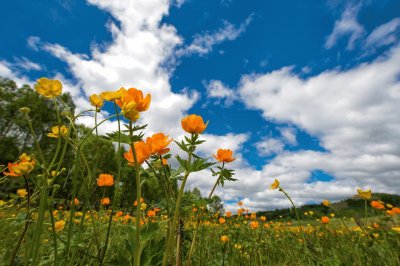 Campo con Flores jigsaw puzzle