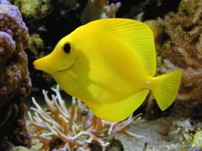 Pez Amarillo