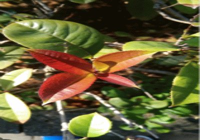 פאזל של leaf2