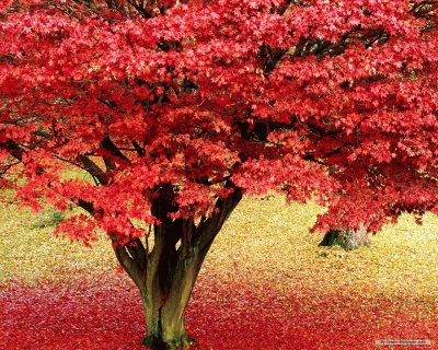 arbol jigsaw puzzle