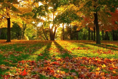 autumn colorfull jigsaw puzzle