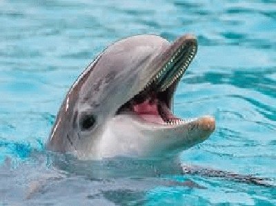 ANIMALES