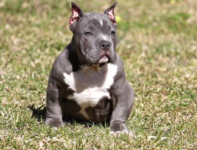 American bully