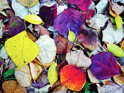 Fallen leaves jigsaw puzzle