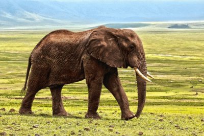 Elefante jigsaw puzzle