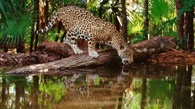 wild life jigsaw puzzle