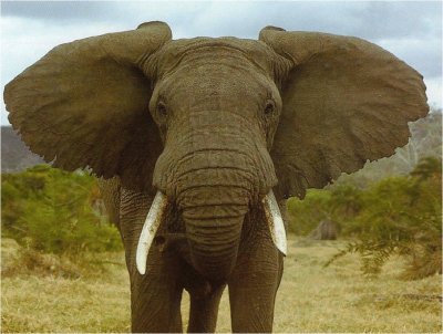 פאזל של elefante africano