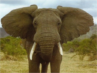 elefante africano