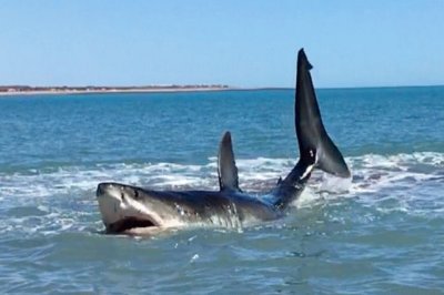 white shark stranded on the beach