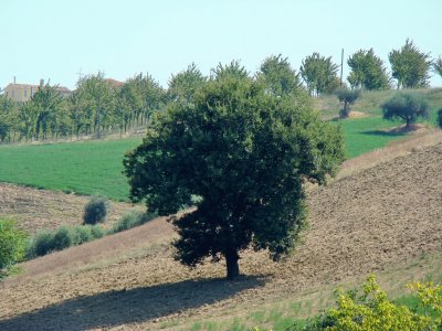 Osimo