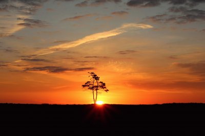 Lone tree