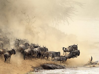 masai_mara jigsaw puzzle