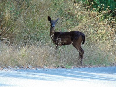 פאזל של Liguria