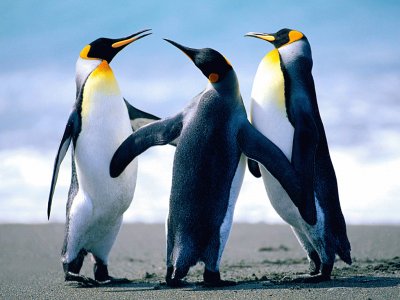 PingÃ¼inos jigsaw puzzle