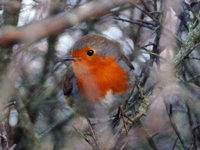 Cornish Robin jigsaw puzzle