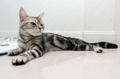 פאזל של American shorthair