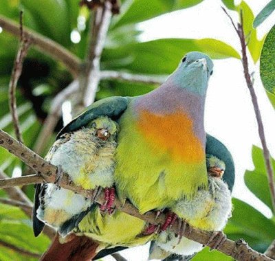 bird