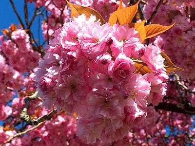 Pink Blossom jigsaw puzzle