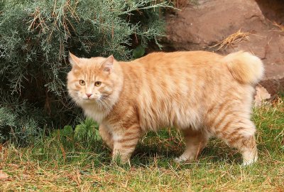 Kurilian  bobtail