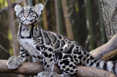 Leopardo nebuloso