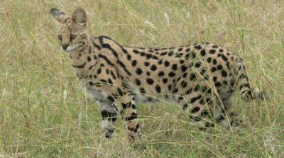 Serval jigsaw puzzle