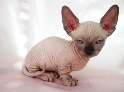 Sphynx dalle gambe corte