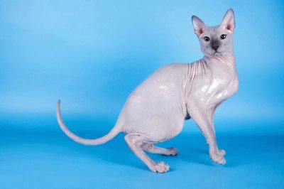 Sphynx russo